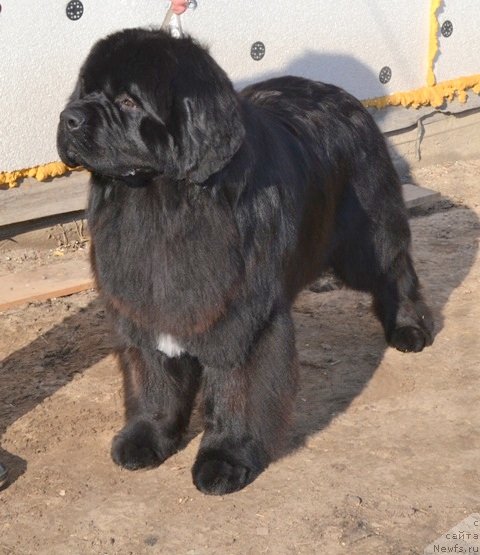 Фото: ньюфаундленд Akvian Song Inkredibel Bear (Аквиан Сонг Инкредибел Беар)