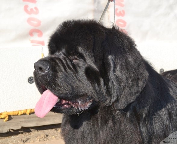 Фото: ньюфаундленд Akvian Song Inkredibel Bear (Аквиан Сонг Инкредибел Беар)