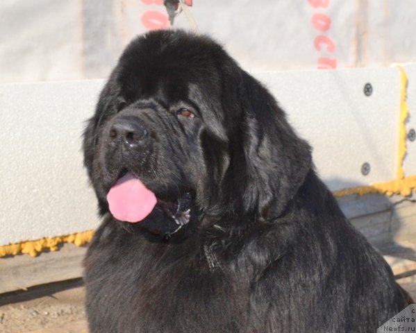 Фото: ньюфаундленд Akvian Song Inkredibel Bear (Аквиан Сонг Инкредибел Беар)