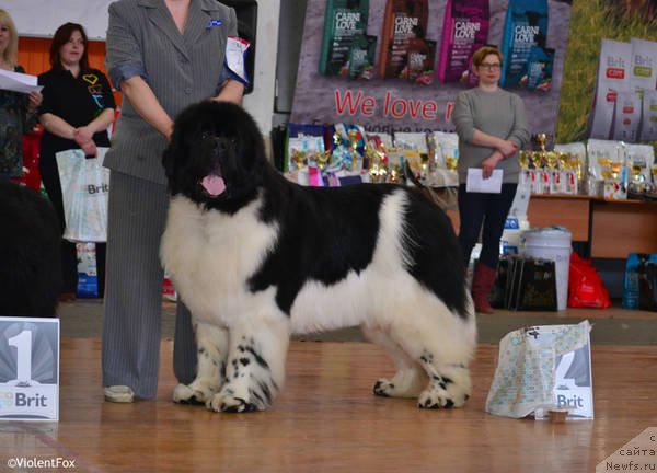 Фото: ньюфаундленд Super Bizon Cosmos (Супер Бизон Космос)