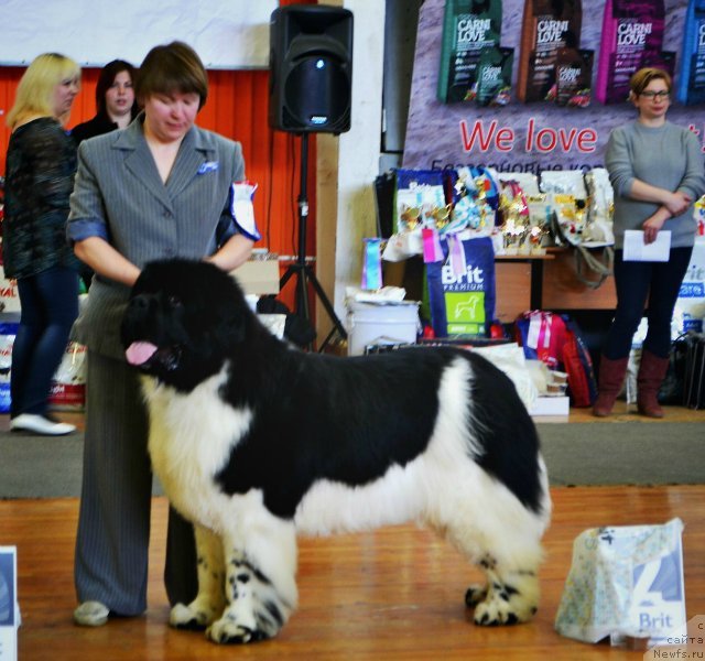 Фото: ньюфаундленд Super Bizon Cosmos (Супер Бизон Космос)