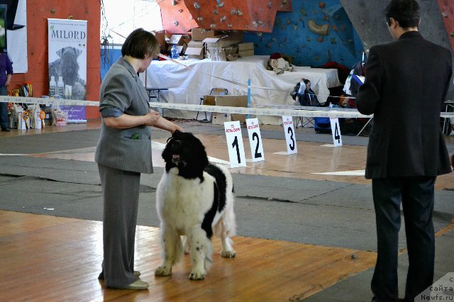 Фото: ньюфаундленд Super Bizon Kuba (Супер Бизон Куба)