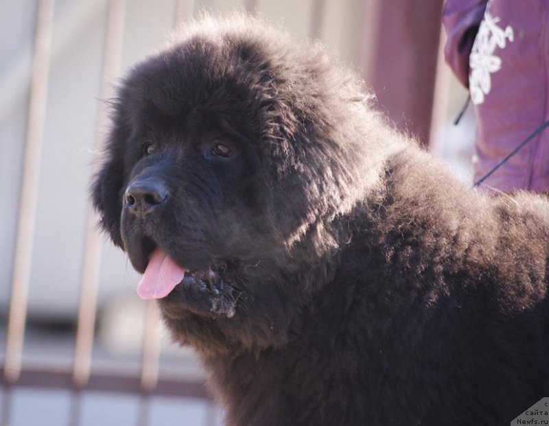 Фотография № 151090