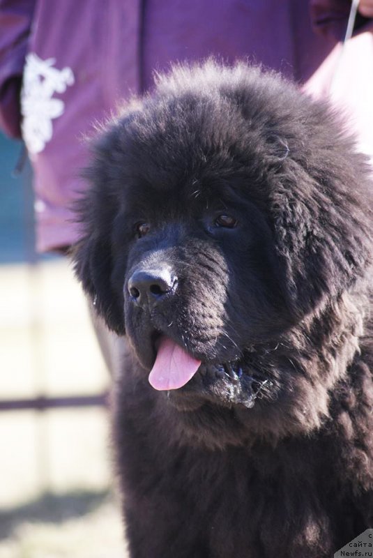 Фотография № 151092