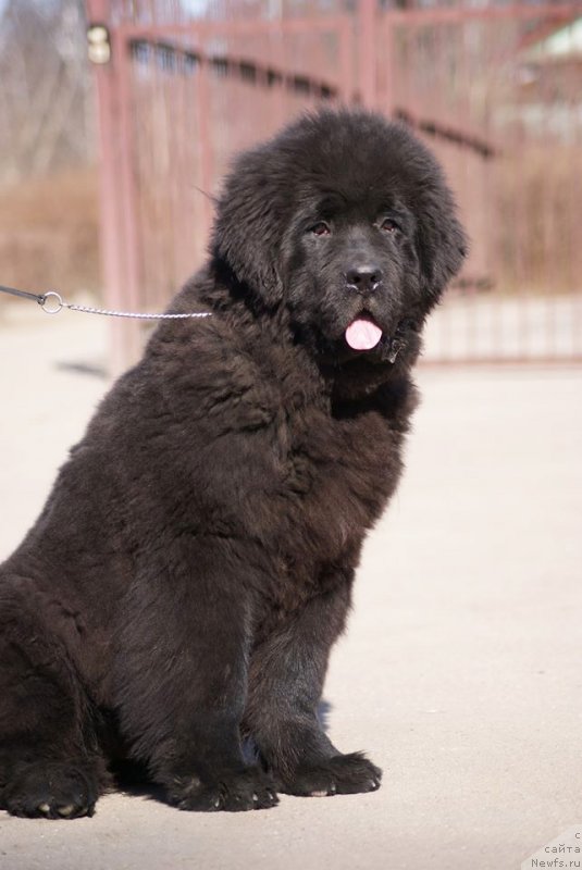 Фотография № 151093