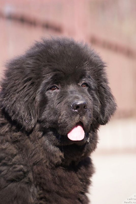 Фотография № 151094