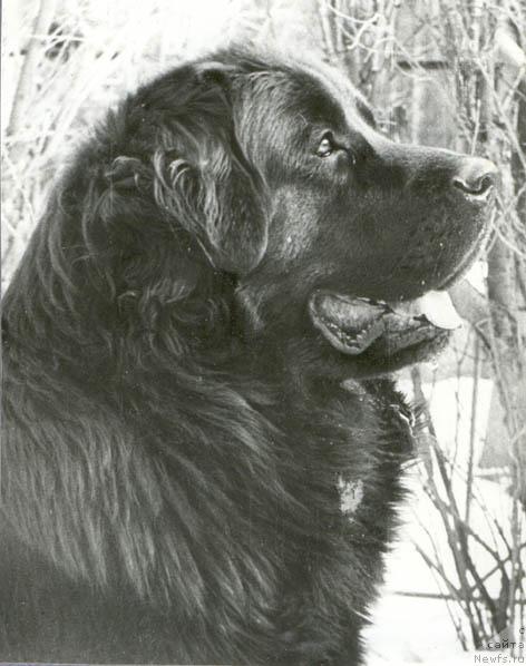 Фото: ньюфаундленд Parnas Bari (Парнас Бари)