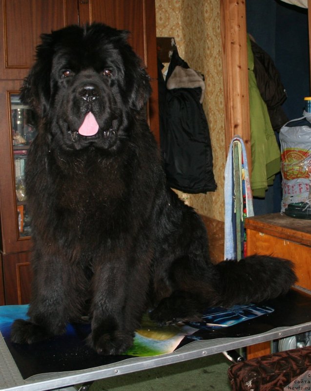 Фото: ньюфаундленд Chernaya Mafia Must Have (Черная Мафия Муст Хаве)