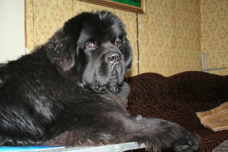 Фото: ньюфаундленд Chernaya Mafia Must Have (Черная Мафия Муст Хаве)