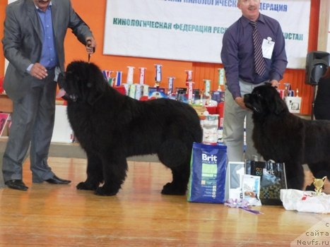 Фото: ньюфаундленд Dark Pride Valentino (Дак Прайд Валентино), Sergey Seleznev (Сергей Селезнев)