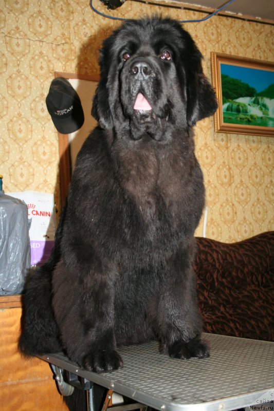 Фото: ньюфаундленд Chernaya Mafia Magic Touch (Черная Мафия Магик Тоуч)