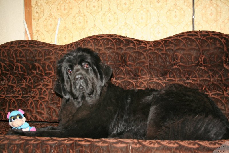 Фото: ньюфаундленд Chernaya Mafia Magic Touch (Черная Мафия Магик Тоуч)