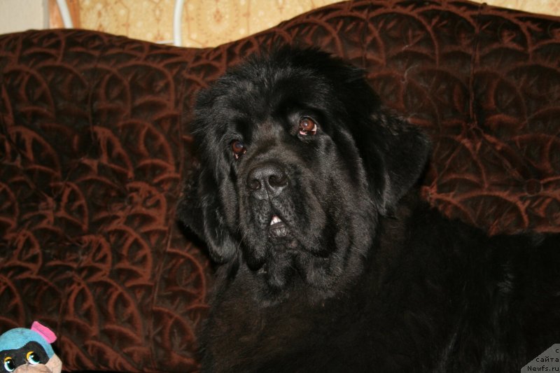 Фото: ньюфаундленд Chernaya Mafia Magic Touch (Черная Мафия Магик Тоуч)