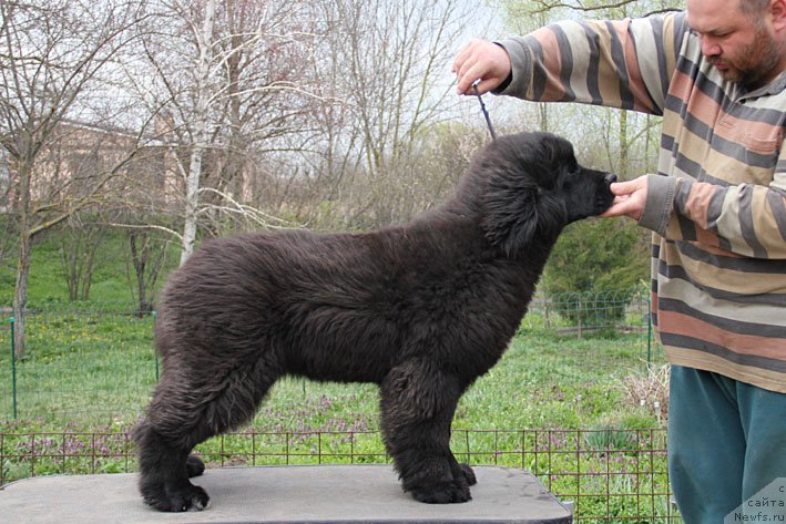 Фото: ньюфаундленд Scha-Da s Berega Dona (Ща-Да с Берега Дона)