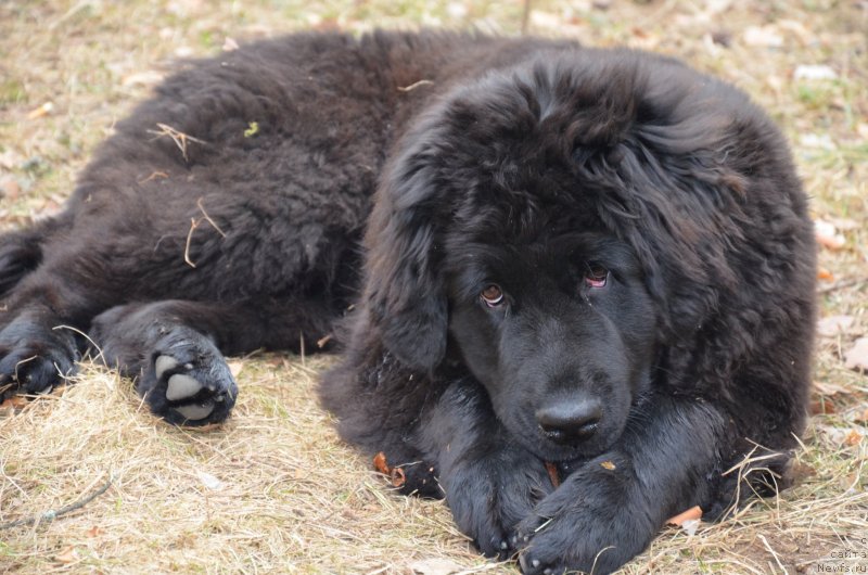 Фото: ньюфаундленд Valmond Pobeditel (Валмонд Победитель)
