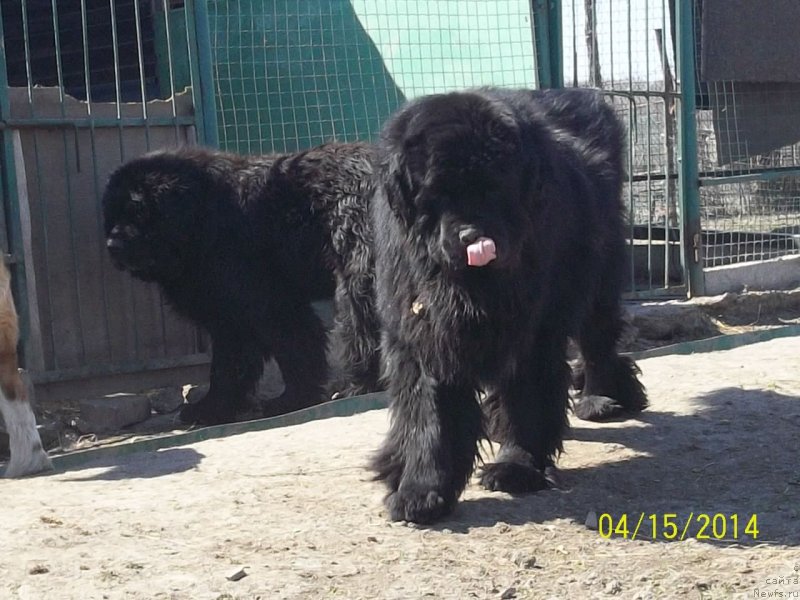 Фото: ньюфаундленд Super Premium Mikado (Супер Премиум Микадо)