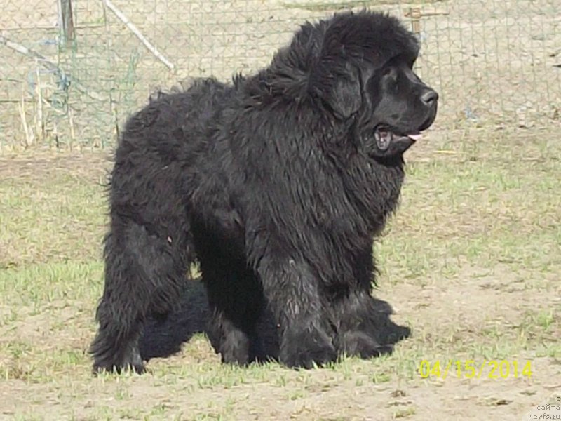 Фото: ньюфаундленд Super Premium Nao Del Trato (Супер Премиум Нао Дел Трато)