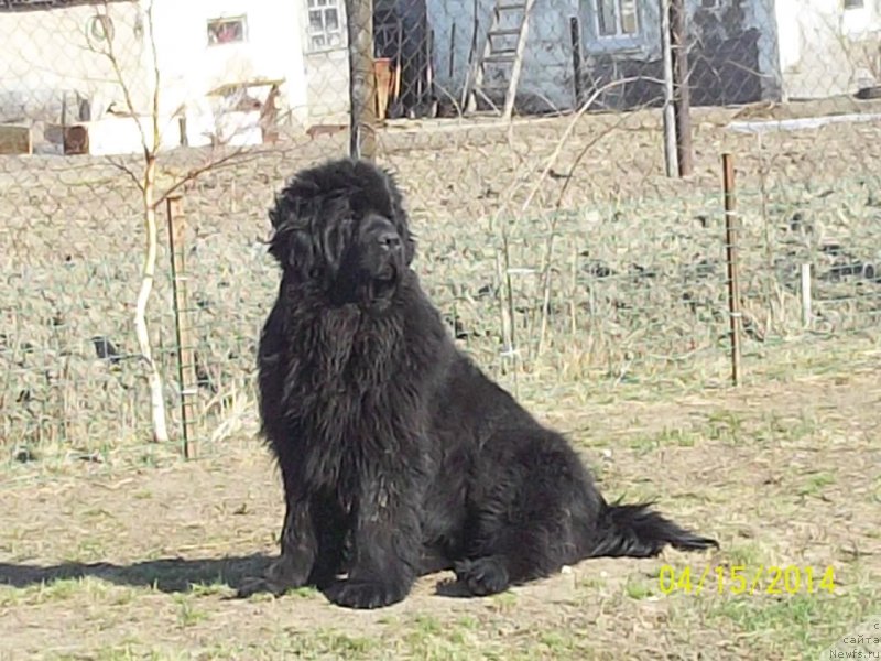 Фото: ньюфаундленд Super Premium Nao Del Trato (Супер Премиум Нао Дел Трато)