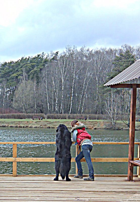 Фото: ньюфаундленд Chernyj Chank s Berega Dona (Черный Чанк с Берега Дона)