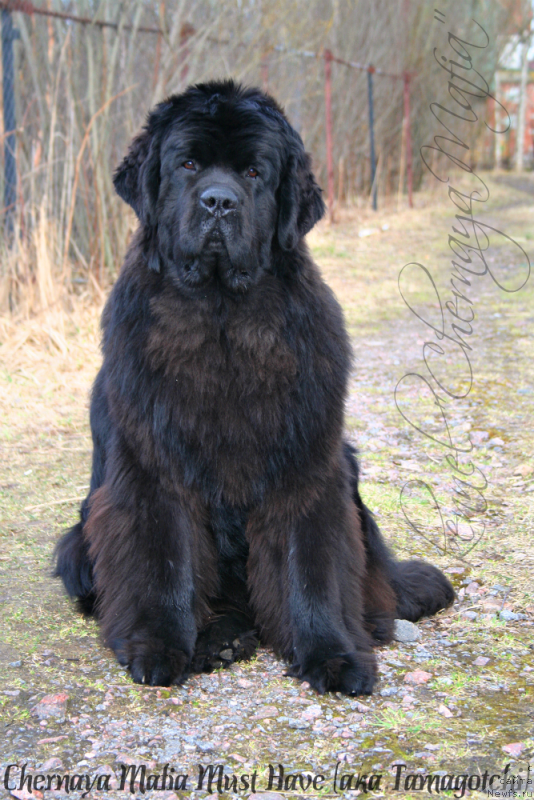Фото: ньюфаундленд Chernaya Mafia Must Have (Черная Мафия Муст Хаве)