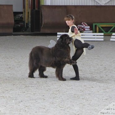 Фото: ньюфаундленд Fann'yuf Gloriya Dey (Фанньюф Глория Дей), Marina Novoselova (Марина Новоселова)