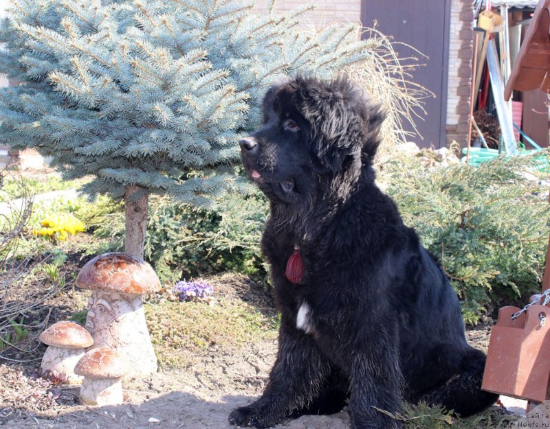 Фото: ньюфаундленд Mercedes Vialiki Miadzvedz (Мерседес Вялiкi Мядзведзь)