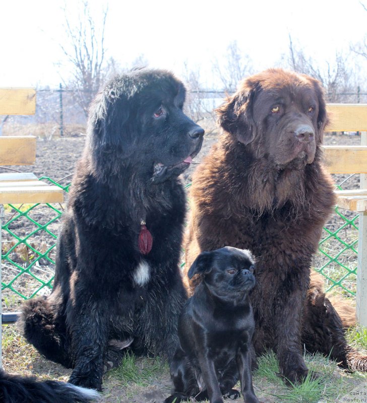 Фото: ньюфаундленд Mercedes Vialiki Miadzvedz (Мерседес Вялiкi Мядзведзь), ньюфаундленд Velikiy Medved' Kameliya (Великий Медведь Камелия), Вишка