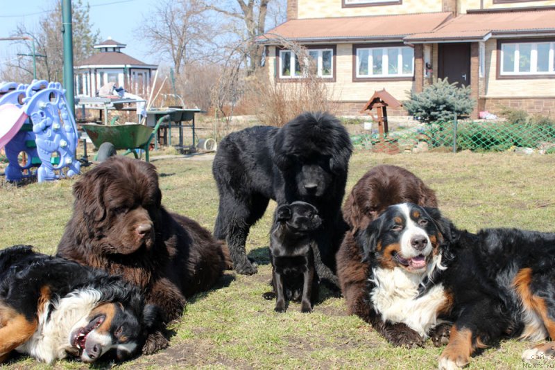 Фото: ньюфаундленд Charmer Denkam Bronze (Чармер Денкам Бронз), ньюфаундленд Mercedes Vialiki Miadzvedz (Мерседес Вялiкi Мядзведзь), Вишка, Боня, Моня, ньюфаундленд Charli The Best Helfi Pel (Чарли Де Бест Хелфи Пэл)