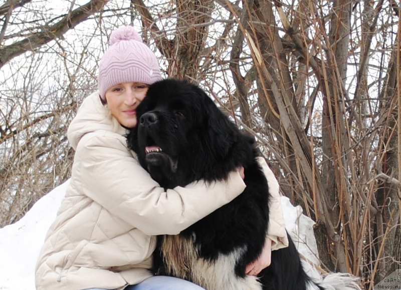 Фото: ньюфаундленд Plushevaya Panda Ferrero Rond Noir (Плюшевая Панда Ферреро Ронд Нуар), Kseniya Gorodnicheva (Ксения Городничева)