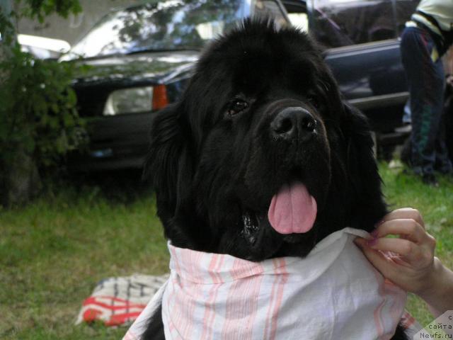 Фото: ньюфаундленд Molodets-Udalets ot Sibirskogo Medvedja (Молодец-Удалец от Сибирского Медведя)