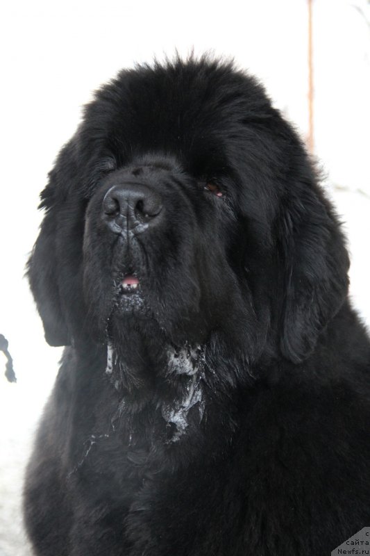 Фото: ньюфаундленд Beguschaya po Volnam Hasta la Vista (Бегущая по Волнам Хаста ла Виста)