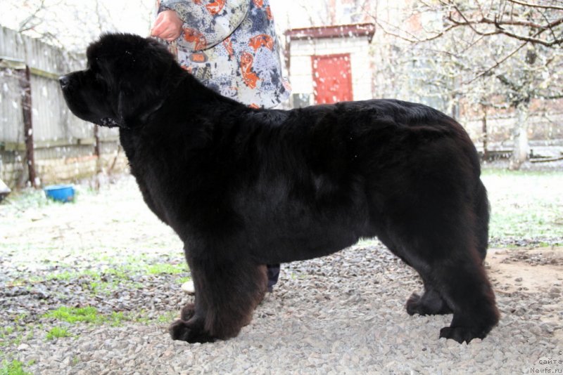 Фото: ньюфаундленд Beguschaya po Volnam Hasta la Vista (Бегущая по Волнам Хаста ла Виста)