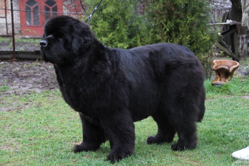 Фотография № 151153