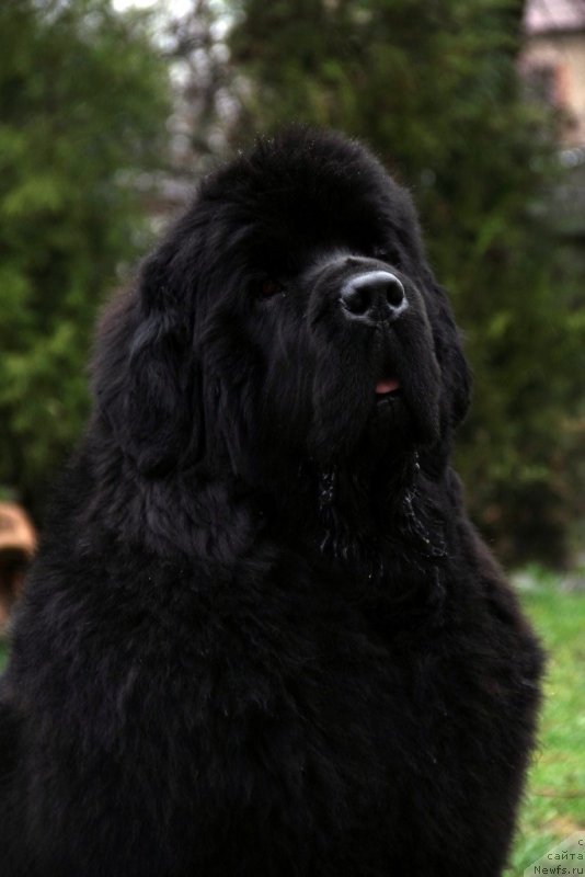 Фото: ньюфаундленд Beguschaya po Volnam Hasta la Vista (Бегущая по Волнам Хаста ла Виста)