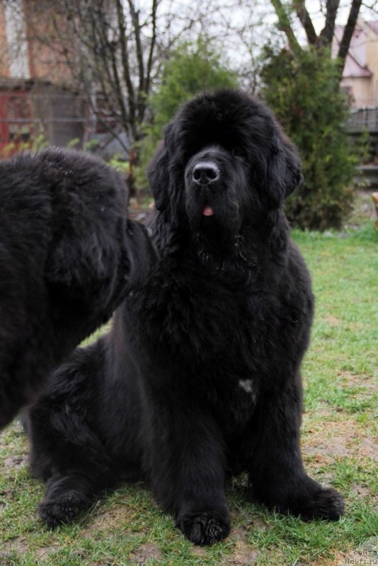 Фото: ньюфаундленд Beguschaya po Volnam Hasta la Vista (Бегущая по Волнам Хаста ла Виста)