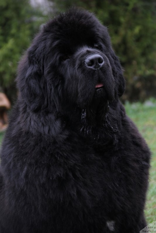 Фото: ньюфаундленд Beguschaya po Volnam Hasta la Vista (Бегущая по Волнам Хаста ла Виста)