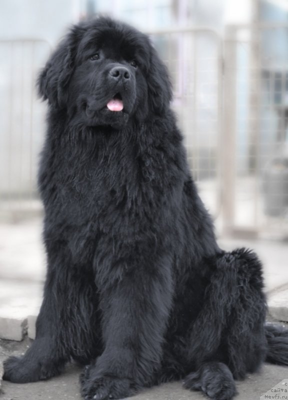 Фото: ньюфаундленд Angelo Orso Sindbad For Kara Deniz (Анджело Орсо Синдбад Фор Кара Дениз)