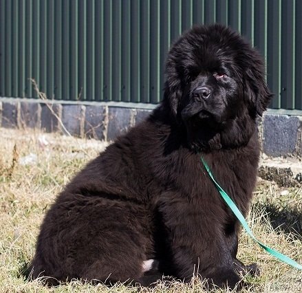 Фото: ньюфаундленд Angelo Orso Alfa Romeo For Kara Deniz (Анджело Орсо Альфа Ромео Фор Кара Дениз)