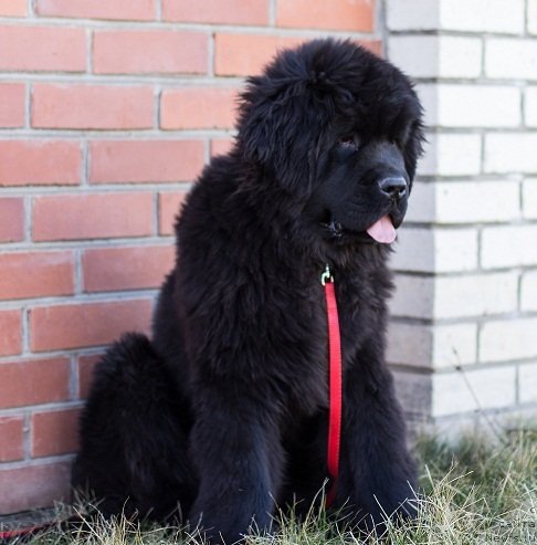 Фото: ньюфаундленд Angelo Orso Astro Idalio In Kara Deniz (Анджело Орсо Астро Идалио Ин Кара Дениз)