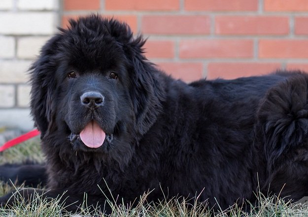 Фото: ньюфаундленд Angelo Orso Astro Idalio In Kara Deniz (Анджело Орсо Астро Идалио Ин Кара Дениз)