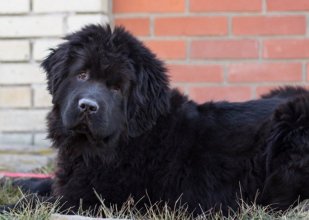 Фото: ньюфаундленд Angelo Orso Astro Idalio In Kara Deniz (Анджело Орсо Астро Идалио Ин Кара Дениз)