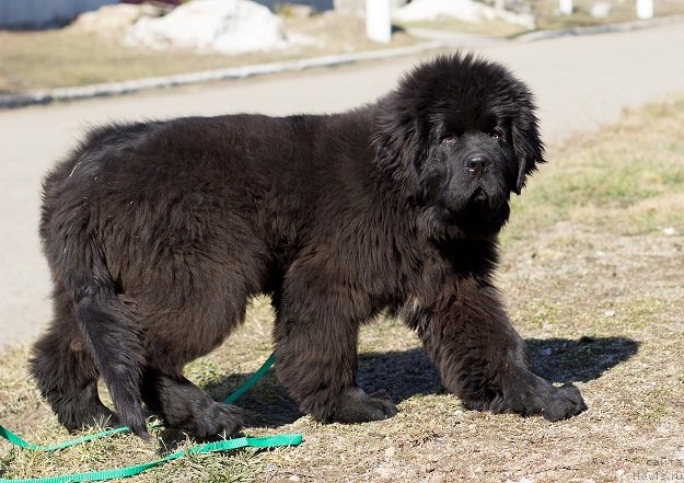 Фото: ньюфаундленд Angelo Orso Alfa Romeo For Kara Deniz (Анджело Орсо Альфа Ромео Фор Кара Дениз)