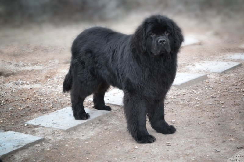 Фото: ньюфаундленд Angelo Orso Sindbad For Kara Deniz (Анджело Орсо Синдбад Фор Кара Дениз)