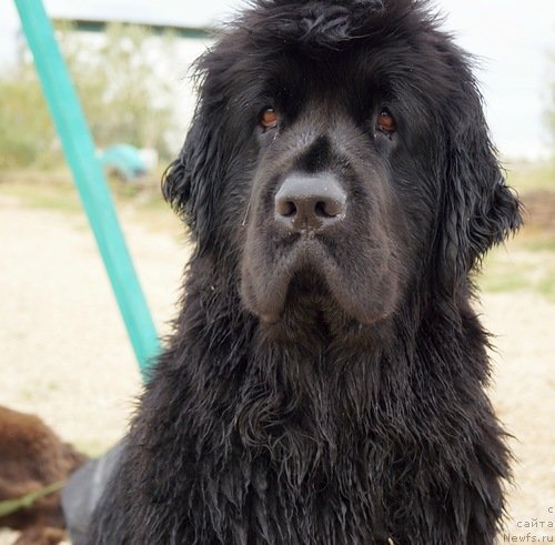 Фотография № 151177