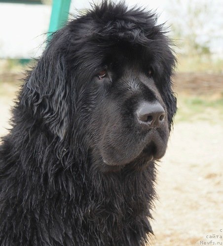 Фотография № 151178