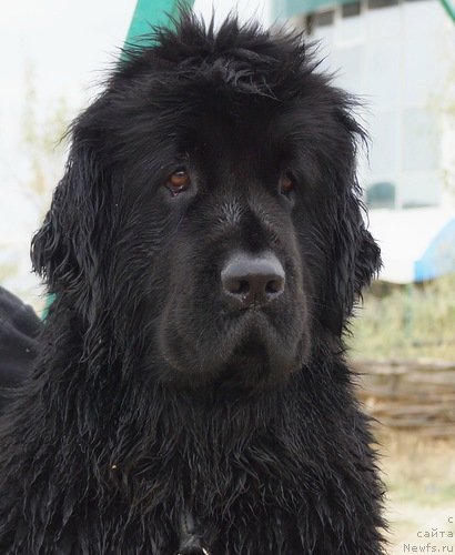 Фото: ньюфаундленд Funnewf Uletnaya Devchenka (Фанньюф Улетная Девчонка)