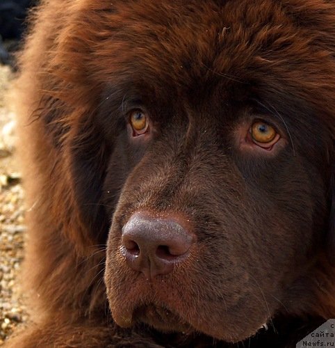 Фото: ньюфаундленд Fann'yuf Je Tem Mon Ami Fiona (Фанньюф Же Тем Мон Ами Фиона)