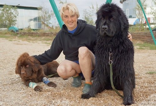 Фото: ньюфаундленд Fann'yuf Jelannaya Madmuazel' SHante Blyuz (Фанньюф Желанная Мадмуазель Шанте Блюз), Ol'ga Braslavskaya (Ольга Браславская), ньюфаундленд Funnewf Uletnaya Devchenka (Фанньюф Улетная Девчонка)