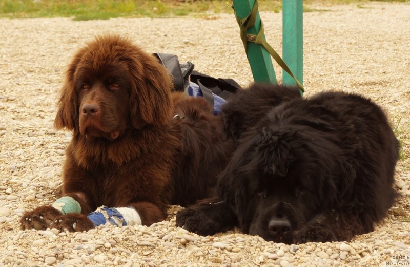 Фото: ньюфаундленд Fann'yuf Jelannaya Madmuazel' SHante Blyuz (Фанньюф Желанная Мадмуазель Шанте Блюз), ньюфаундленд Funnewf Uletnaya Devchenka (Фанньюф Улетная Девчонка)