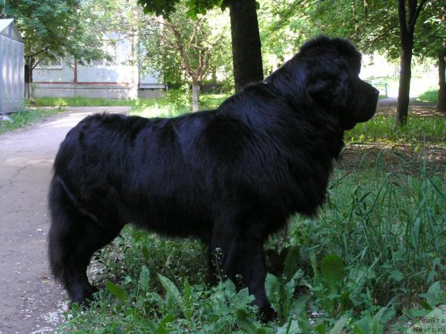 Фото: ньюфаундленд Molodets-Udalets ot Sibirskogo Medvedja (Молодец-Удалец от Сибирского Медведя)